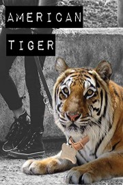 American Tiger
