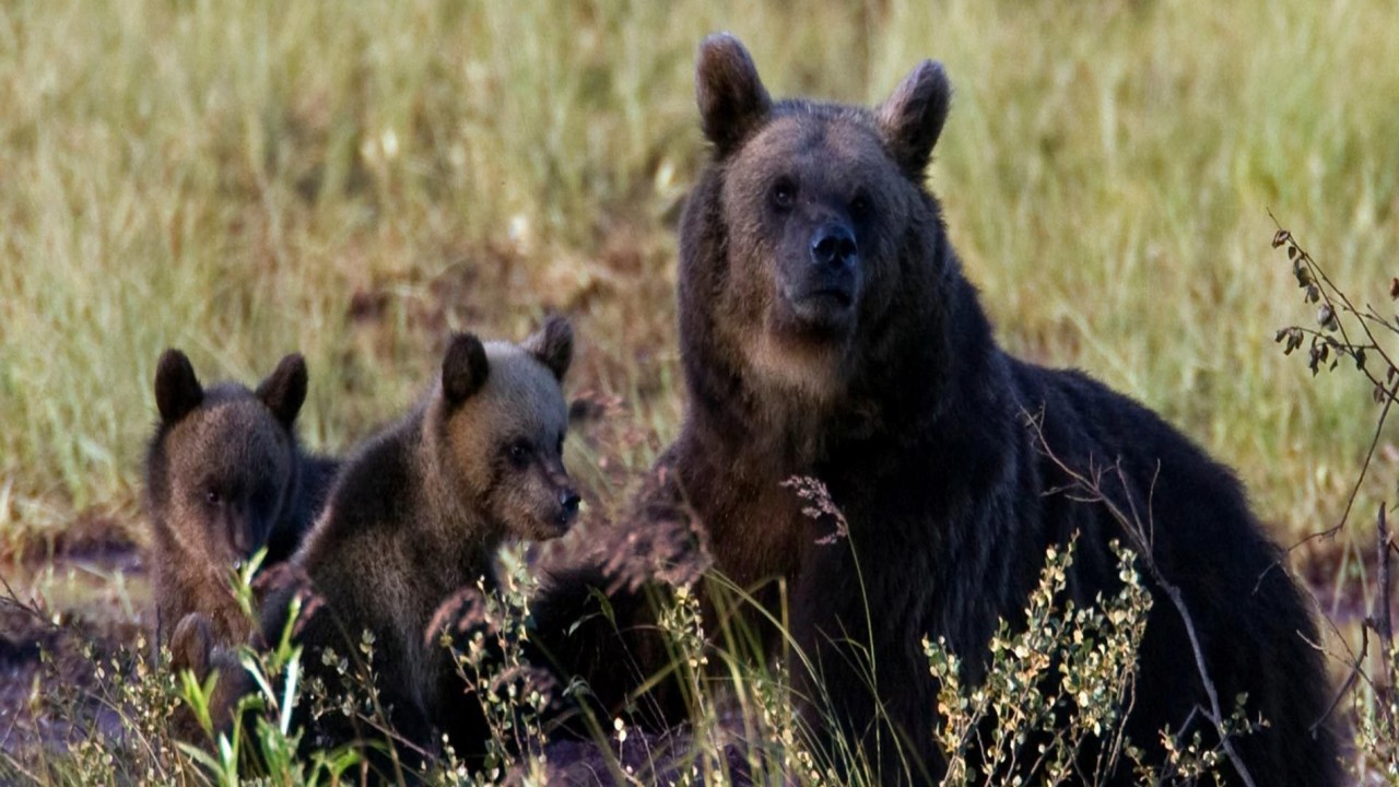 Visit Finland Bear Viewing in Karhu-Kuusamo