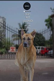 Dogs Not Allowed