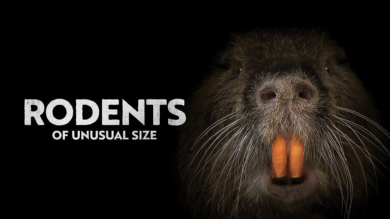 Rodents Of Unusual Size