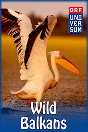 The Wild Balkans