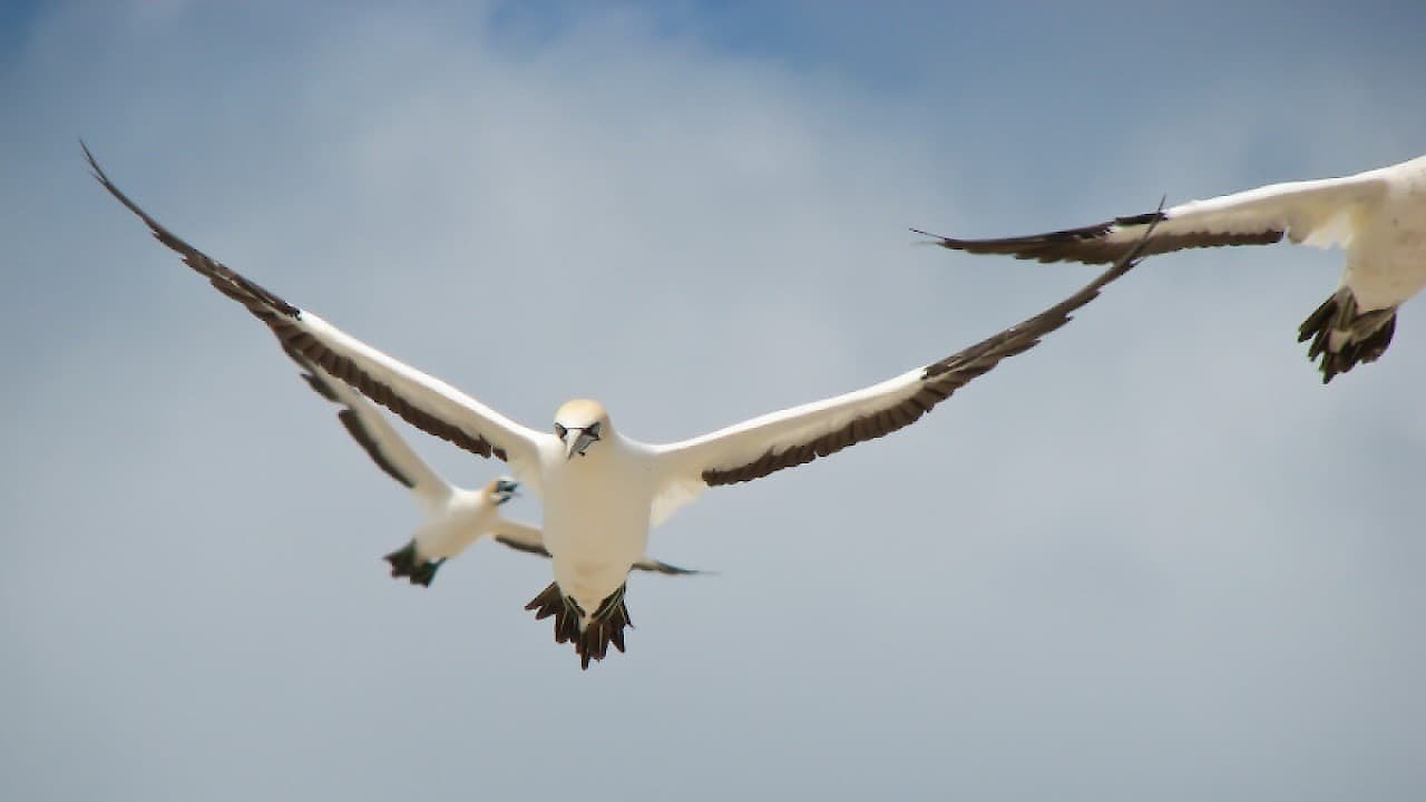 Gannets - The Wrong Side of the Run