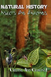 Natural History - Insects And Arachnids Creeping and Crawling!
