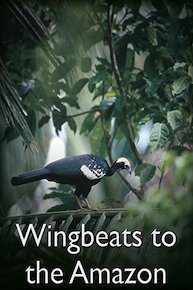 Wingbeats to the Amazon