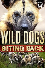 Wild Dogs Biting Back
