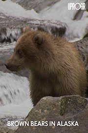 Brown Bears in Alaska