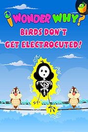 I Wonder Why? Birds Don't Get Electrocuted!