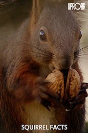 Squirrel Facts