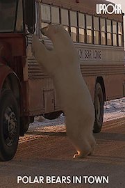 Polar Bears in Town