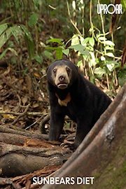 Sun Bear Diet