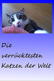 Die verrücktesten Katzen der Welt / The craziest cats in the world