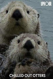 Chilled Out Otters