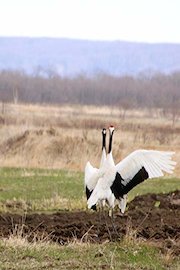 Courtship dance - Japanese Crane at field in Kushiro