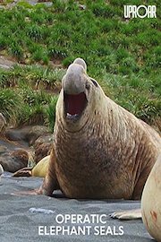 Operatic Elephant Seals