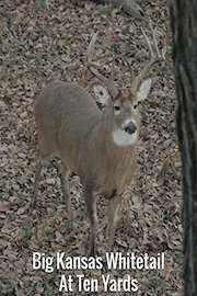 Big Kansas Whitetail At Ten Yards