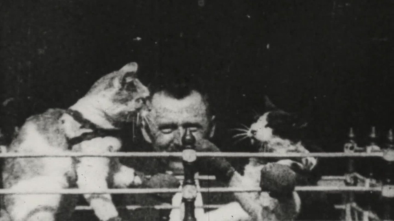 Boxing Cats