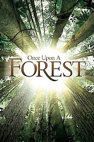 Once Upon a Forest