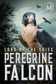 Peregrine Falcon: Lord of the Skies