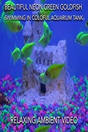 Beautiful neon green goldfish swimming in colorful aquarium tank relaxing ambient video