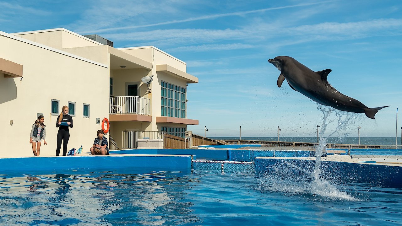 Bernie The Dolphin