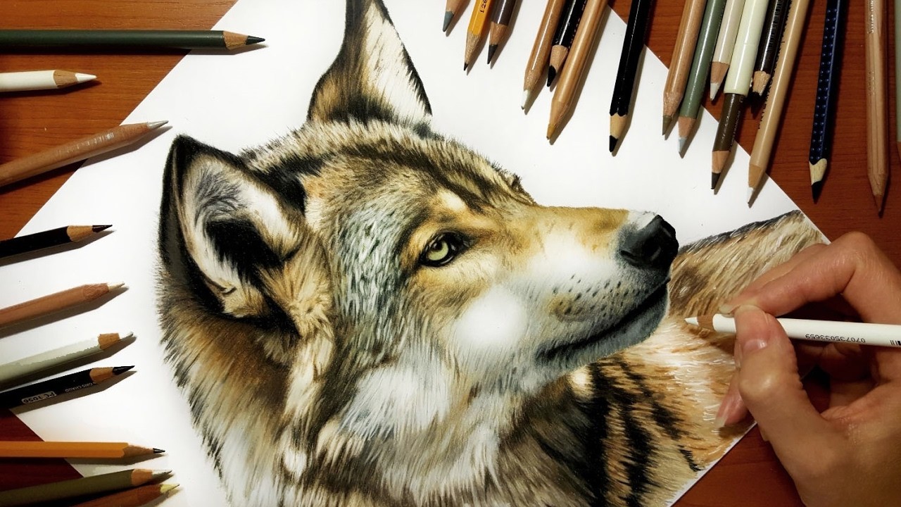 Time Lapse Drawing of a Wolf