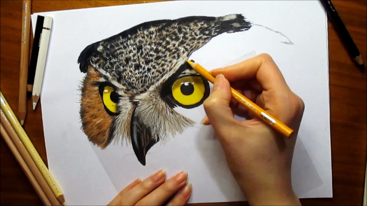 Time Lapse Drawing of an Owl