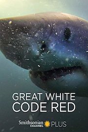 Great White Code Red