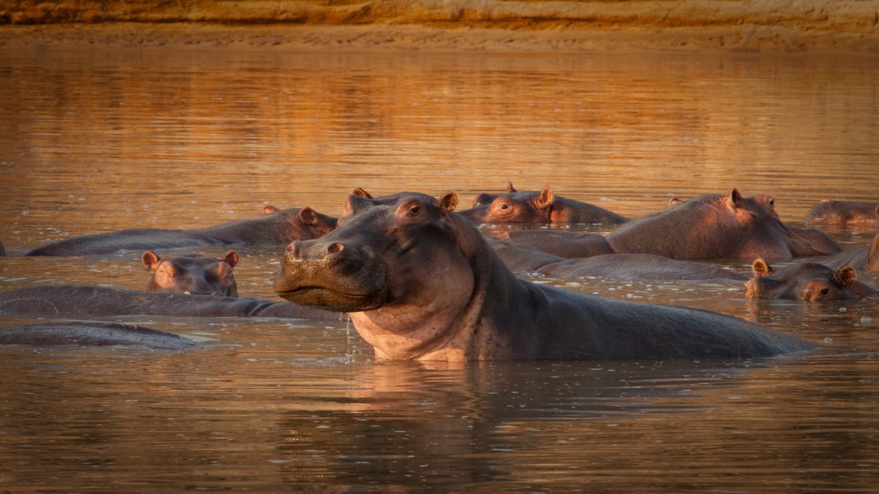 Turf War: Lions and Hippos