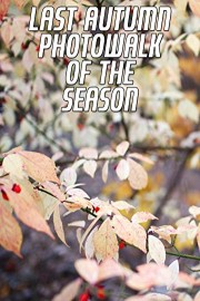 Last Autumn Photowalk of the Season