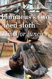 Linnaeus's two-toed sloth. Time for lunch