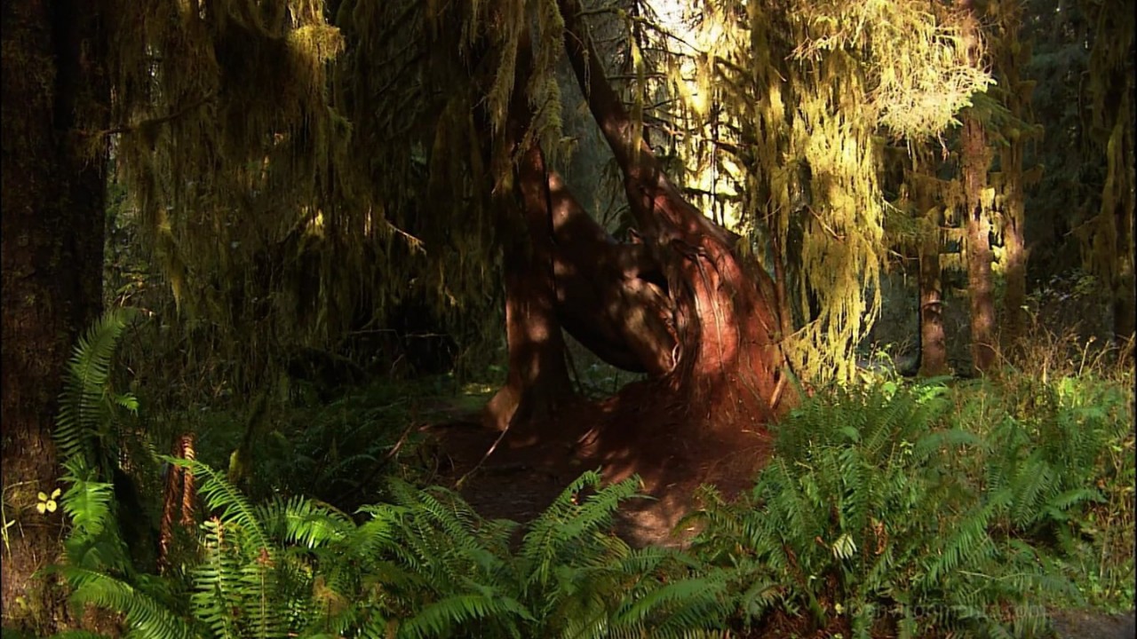 Living Landscapes Olympic Rainforest