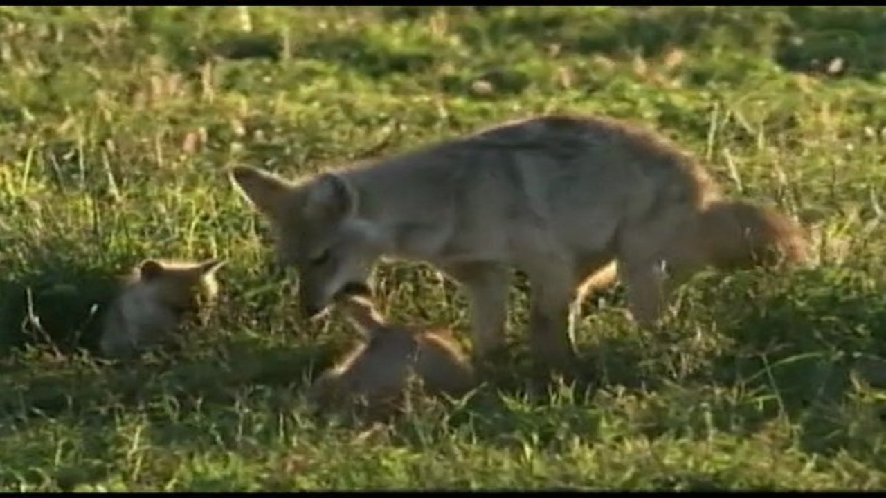 Wild Secrets: Canines and Felines of the Serengeti