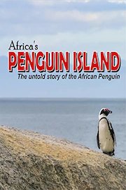 Africa's Penguin Island
