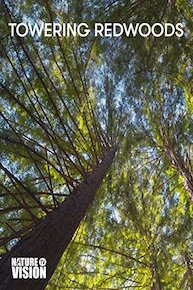 Towering Redwoods
