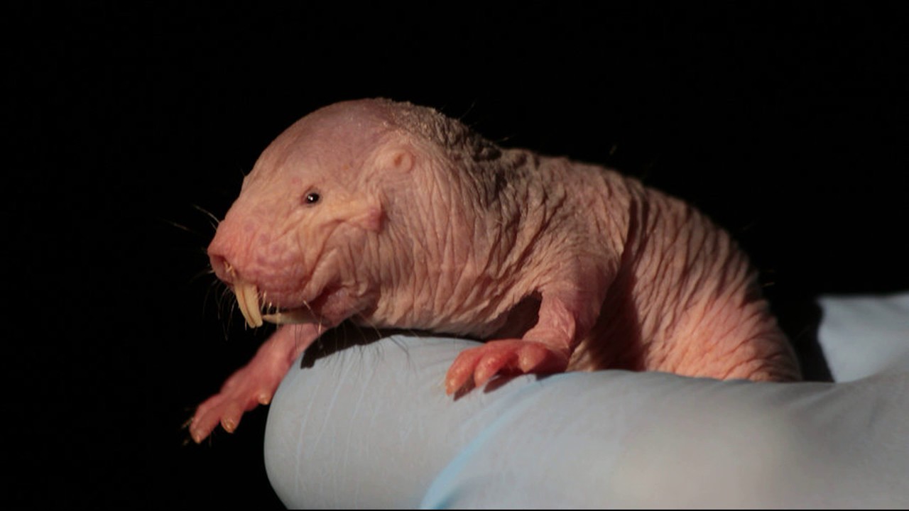 Naked Mole Rats