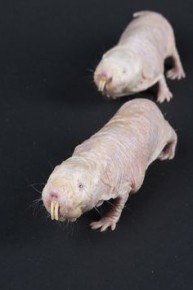 Naked Mole Rats