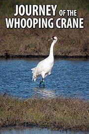 Journey of the Whooping Crane