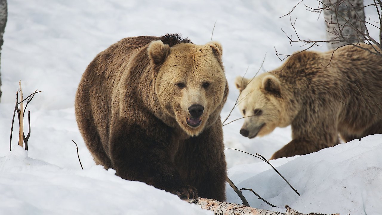 Wolf vs. Bear