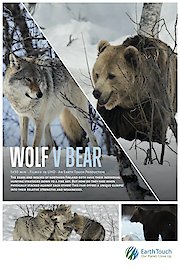 Wolf vs. Bear