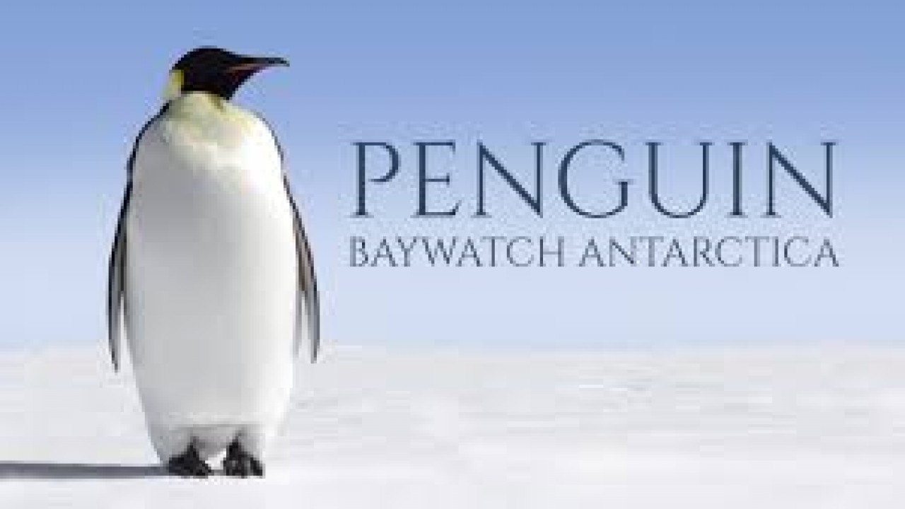 Penguin Baywatch: Antarctica