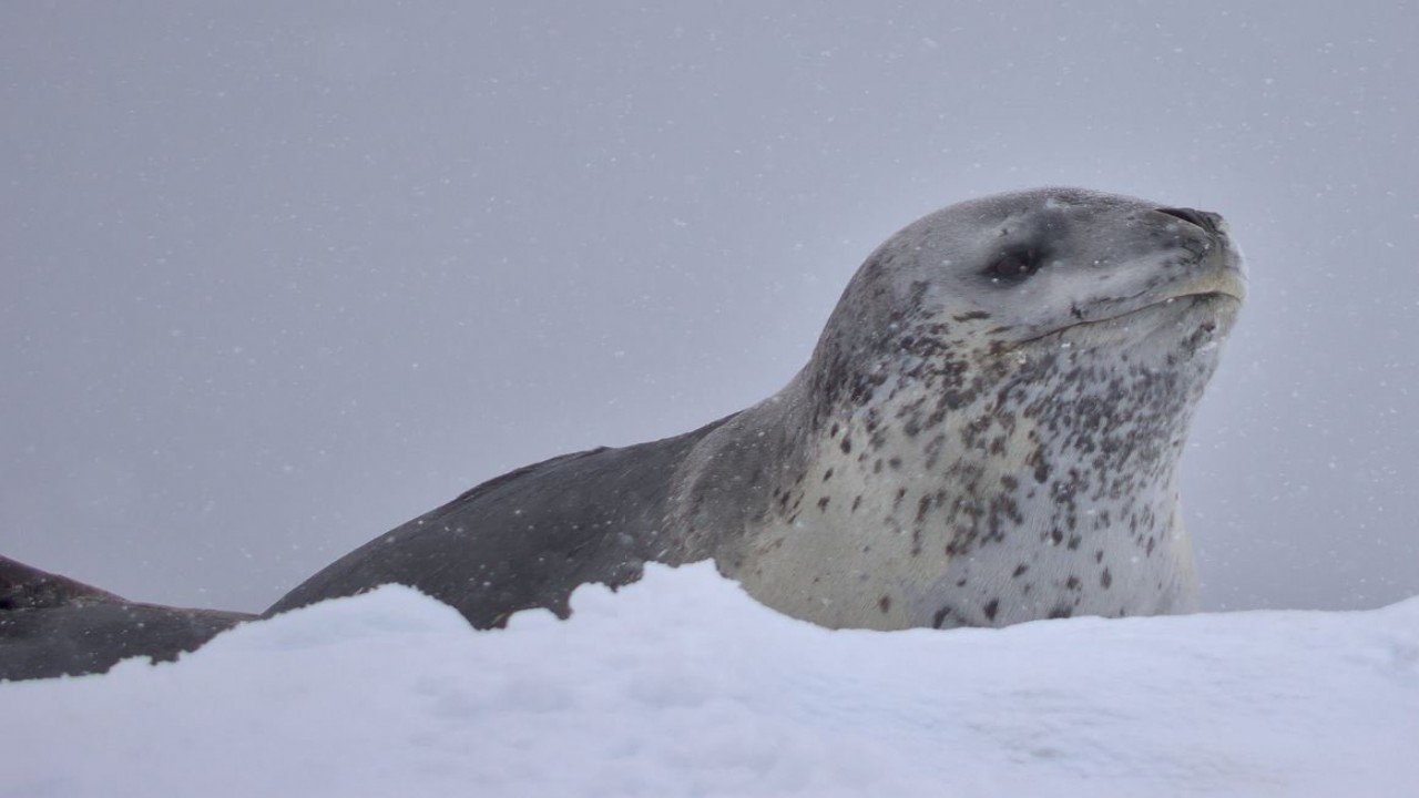 Leopard Seals: Lords of the Ice