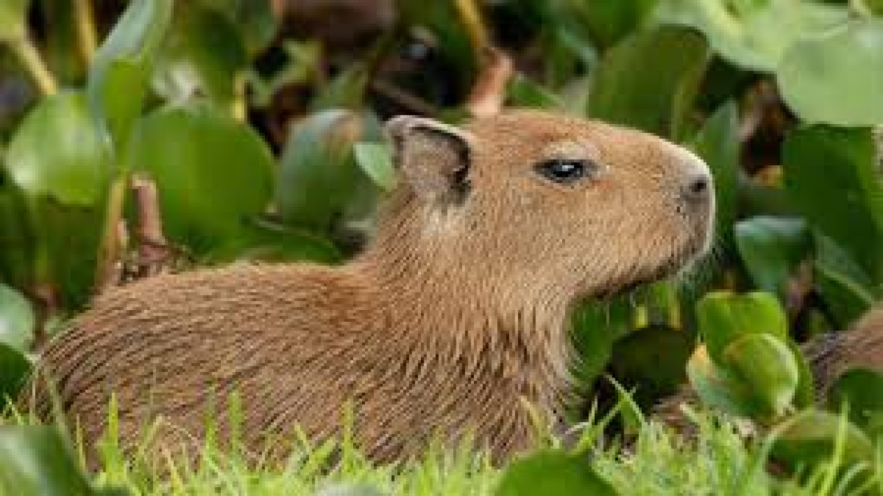 Wild Venezuela The Capybara