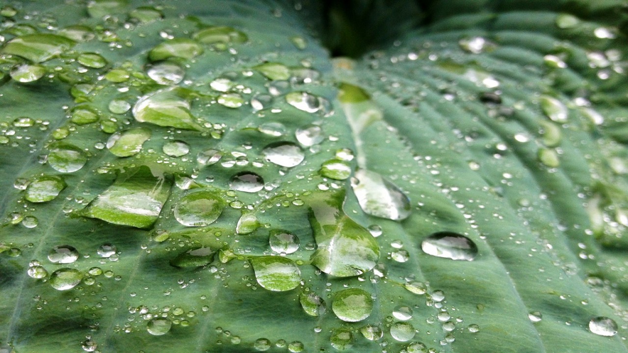 Rain On Leaves