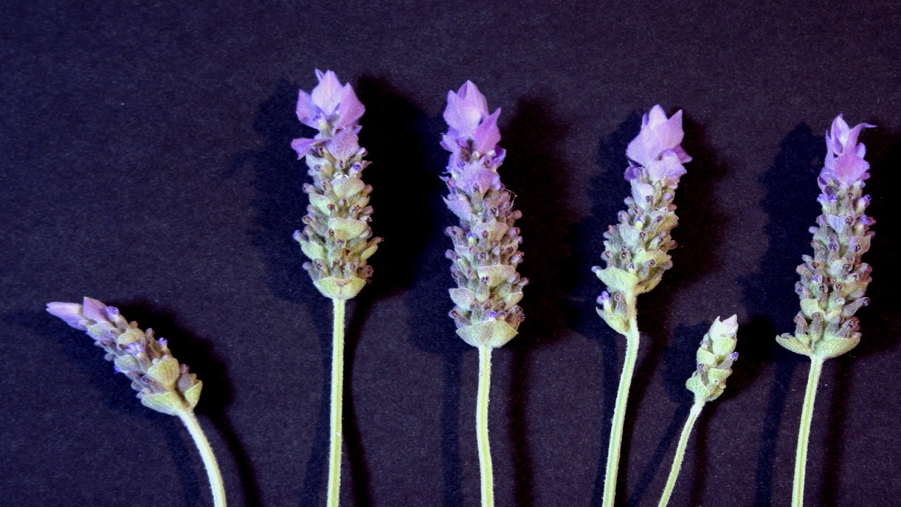 Moments in Lavender