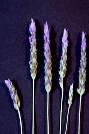 Moments in Lavender