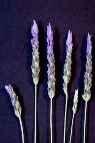 Moments in Lavender