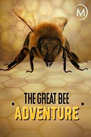 The Great Bee Adventure