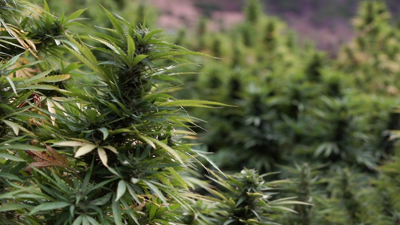 Who's Getting Rich From Moroccan Hash?