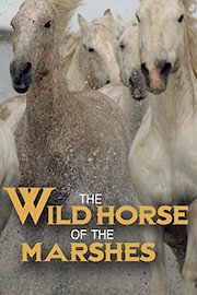 The Wild Horse of the Marshes