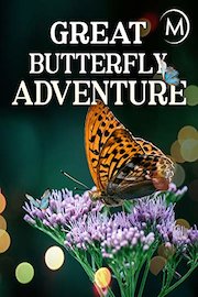 The Great Butterfly Adventure